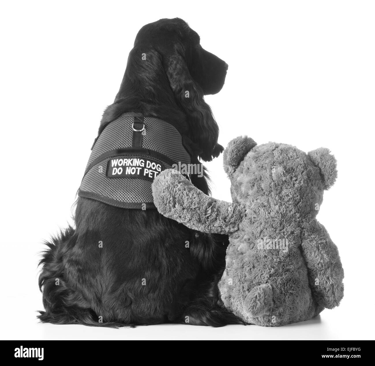 Therapiehund saß Teddybär auf weißem Hintergrund Stockfoto