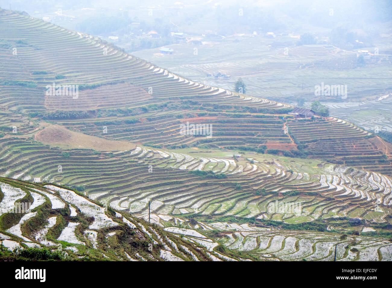 Reis-Terrassen an einem nebeligen Tag außerhalb Sapa in Lao Cai Provinz von Vietnam. Stockfoto