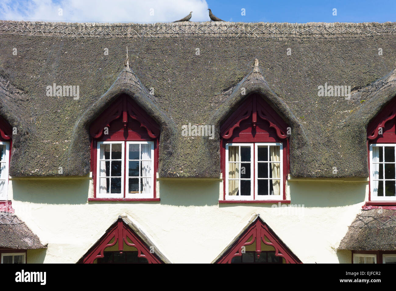 Dachgauben und Strohdach typisch urigen Berghütte Hause erstritt in South Devon, England, UK Stockfoto