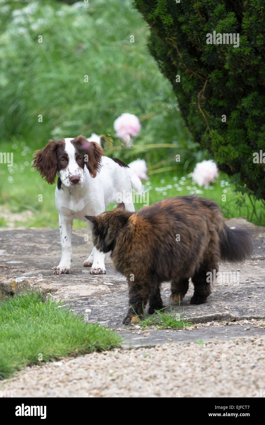 Abstandsbolzen Konfrontation zwischen einem verspielten Springer Spaniel Hund und eine vorsichtig Angst Katze in einem Garten in England Stockfoto