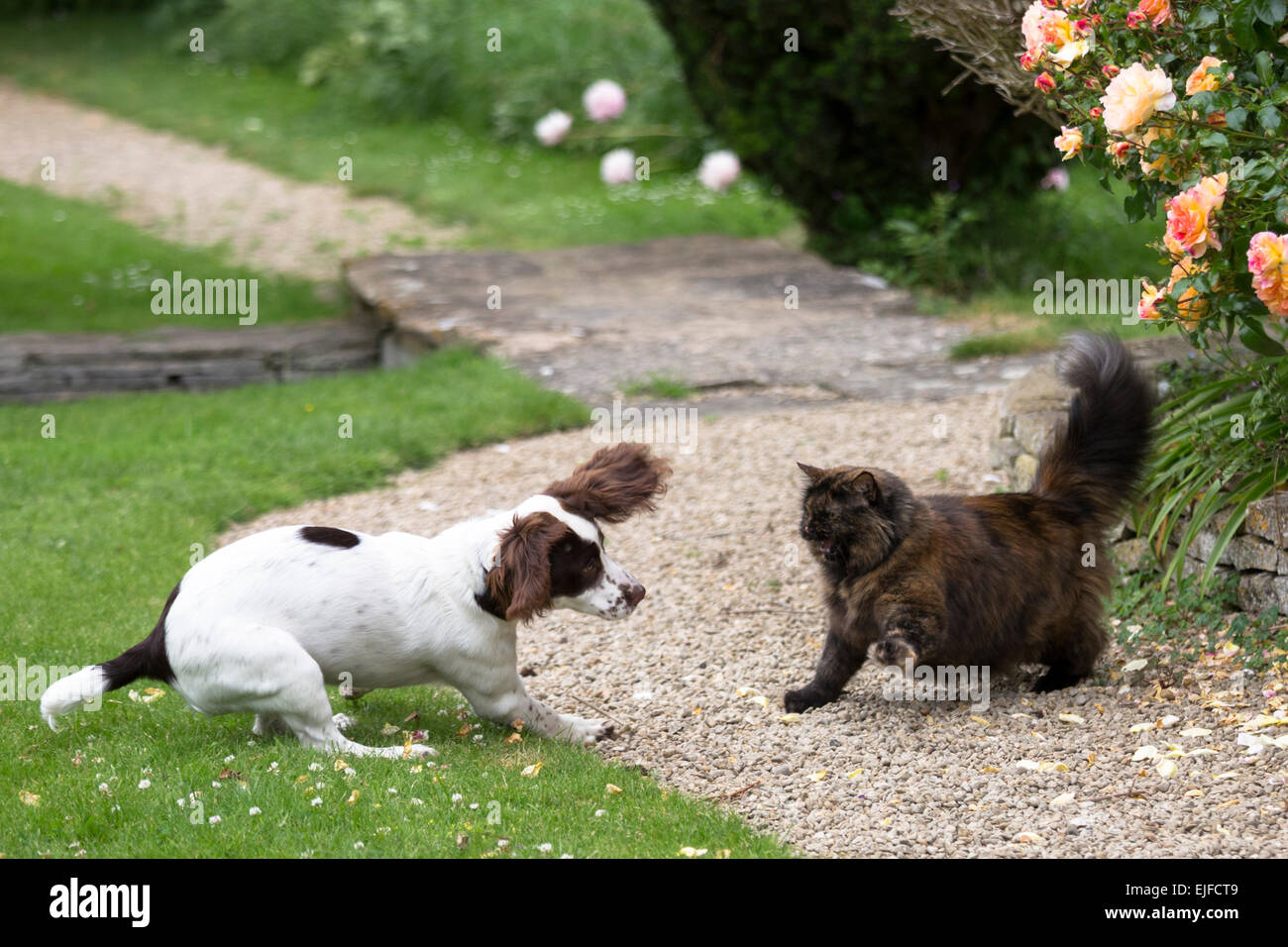 Konfrontation Kampf zwischen einem verspielten Springer Spaniel Hund und eine vorsichtig ängstliche Katze in einem Garten in England Stockfoto
