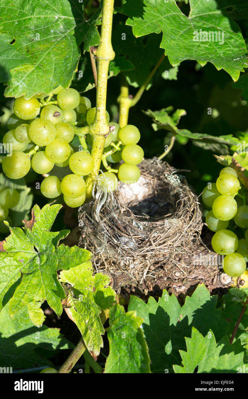 Leeren Sie Vogelnest unter grünen Trauben und Reben in Biddenden englische Weinberge in Kent, England, UK Stockfoto