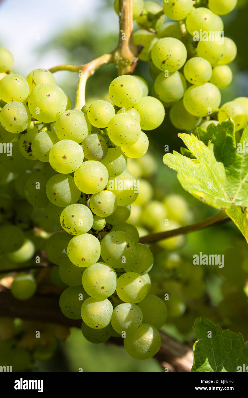 Johanniter-grüne Trauben auf Reben für Weißwein im englischen Sedlescombe Bio-Weinberg in Kent, UK Stockfoto