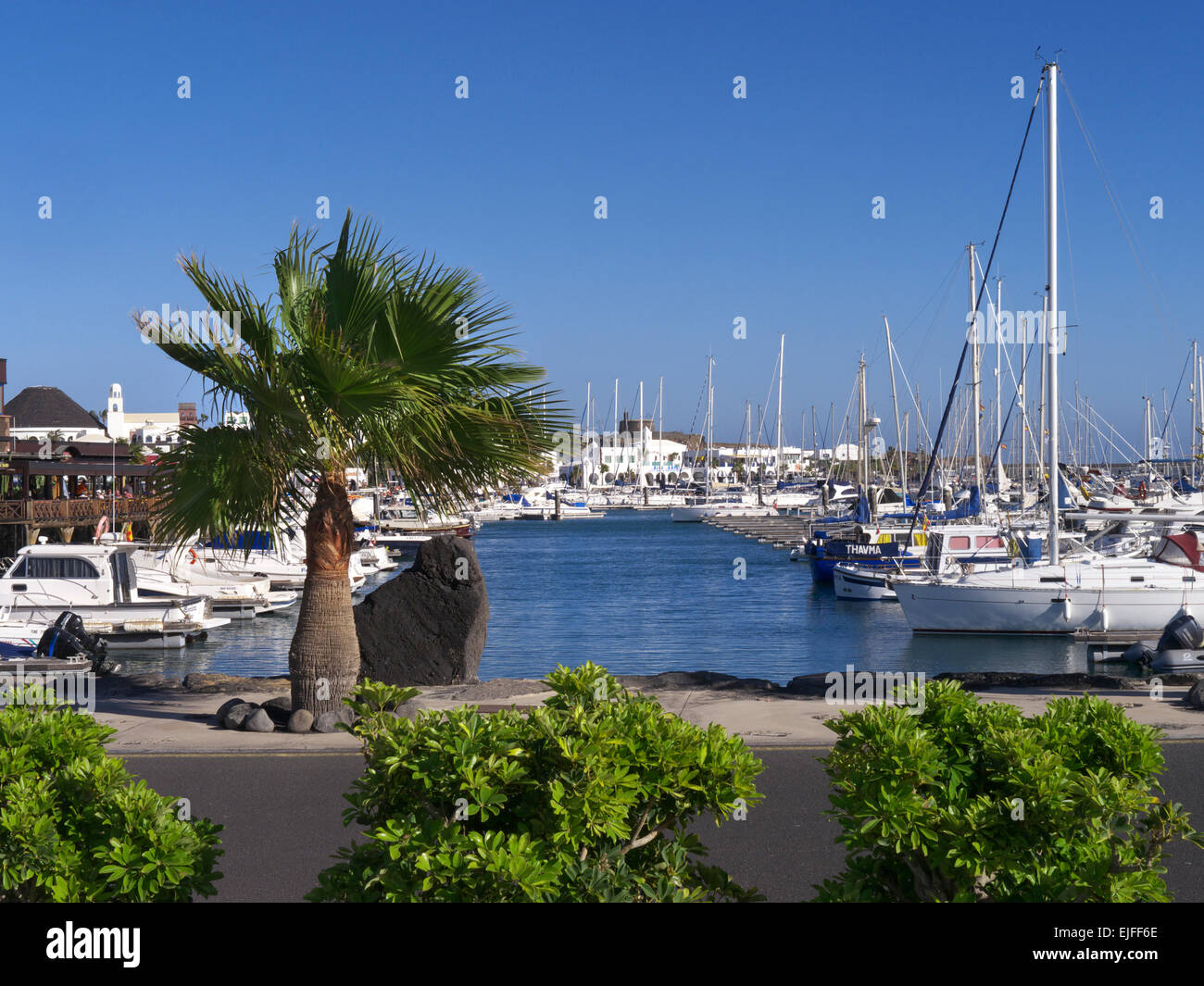 Yachthafen Marina Rubicon luxus Yachten und indigenen Palm Tree Playa Blanca Lanzarote Kanarische Inseln Spanien Stockfoto