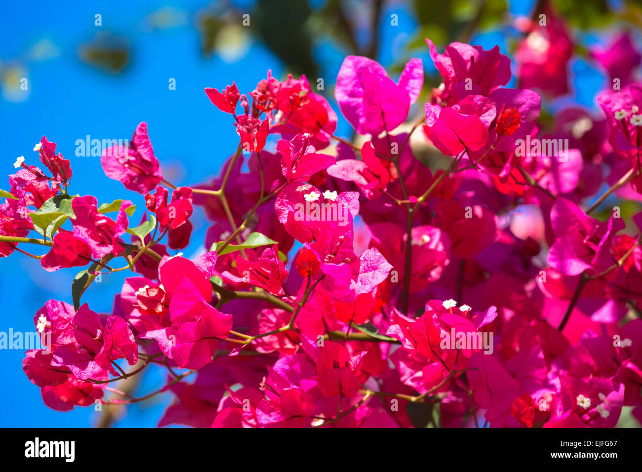 Bougainvillea oder Bougavillia, dramatischen exotische blühende Strauch in lebendige schockierend rosa Farbton in Korfu, Griechenland Stockfoto