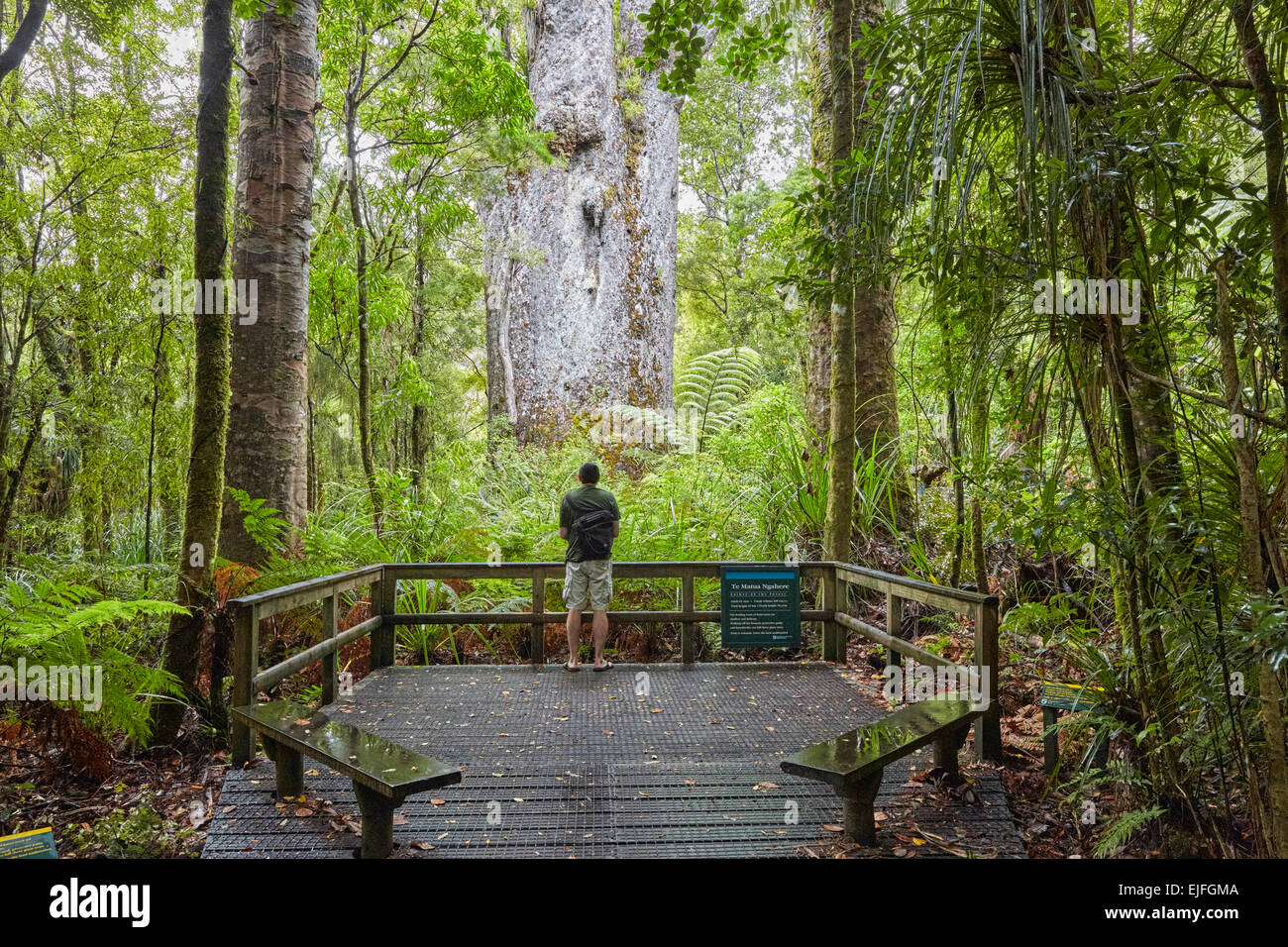 Te Matua Ngahere, Agatis Australis, Kauri-Baum, Waipoua Forest, Nordinsel, Neuseeland Stockfoto