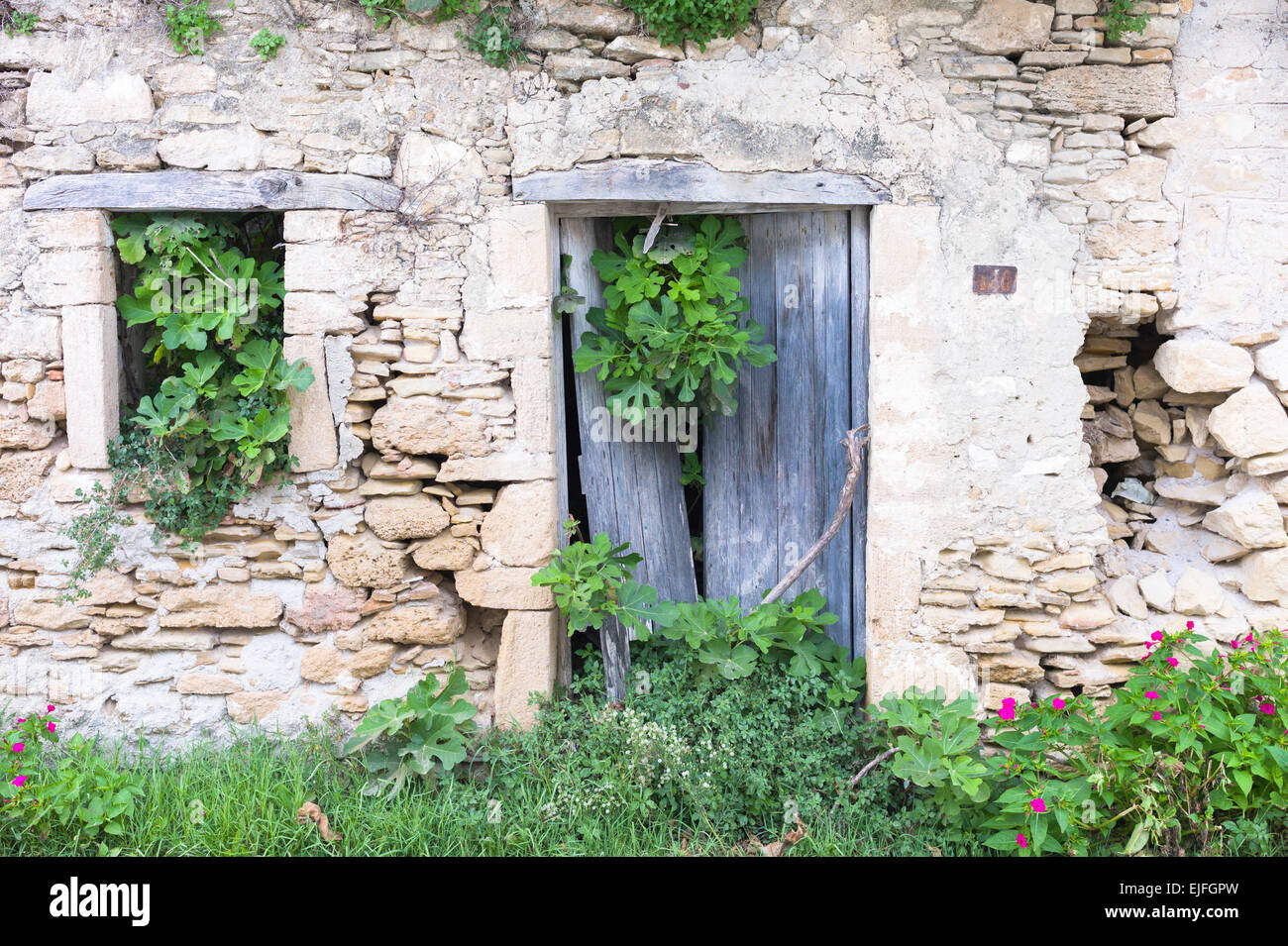 Bäume wachsen durch schäbige Haus im alten Dorf Peroulades im nördlichen Korfu, Griechenland Stockfoto