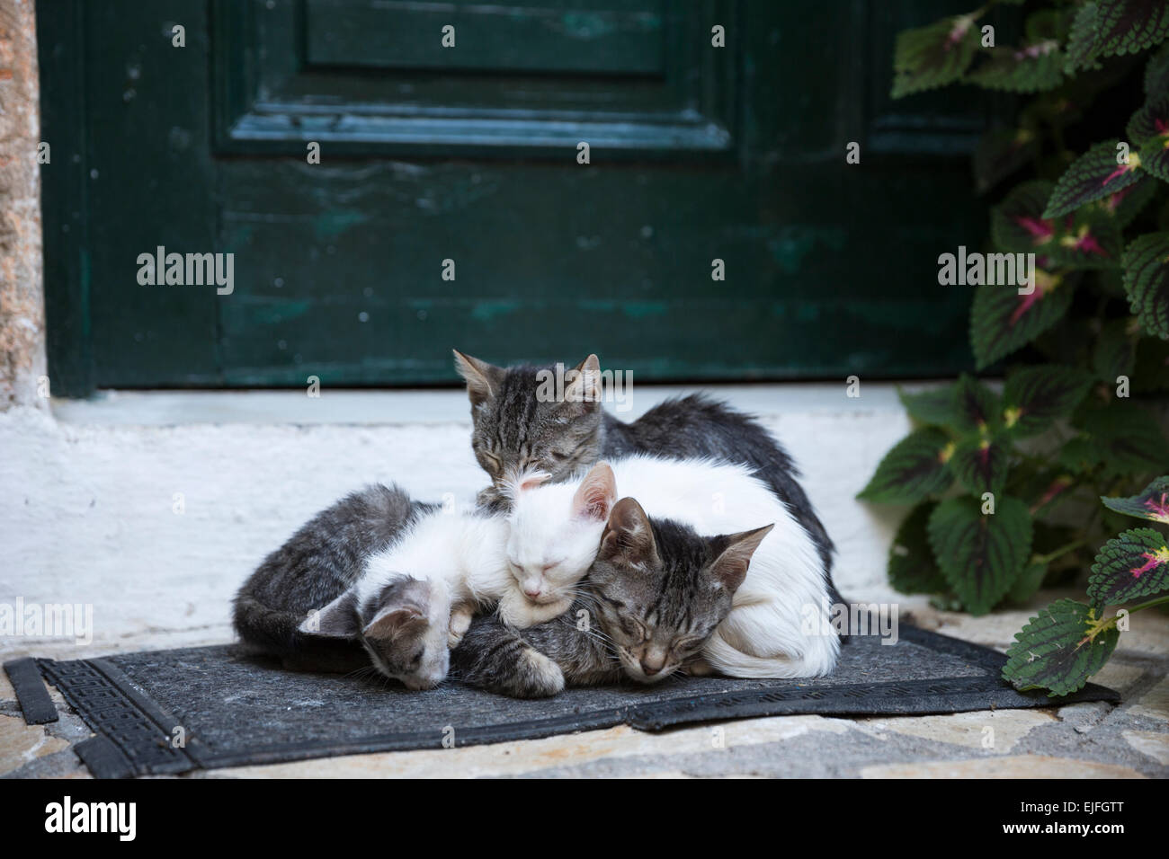 Streunenden verwilderten Mutter Tabby Cat, Felis Catus, mit ihren niedlichen Kätzchen zusammen zusammengerollt in Paleokastritsa in Korfu, Griechenland Stockfoto