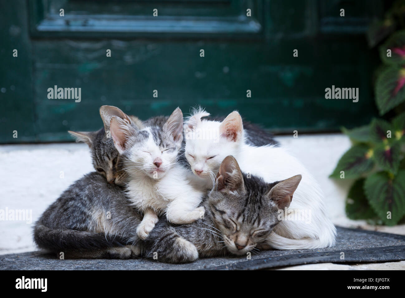Streunenden Sie verwilderten Mutter Tabby Cat, Felis Catus, mit ihren niedlichen Kätzchen zusammen zusammengerollt in Paleokastritsa in Korfu, Griechenland Stockfoto