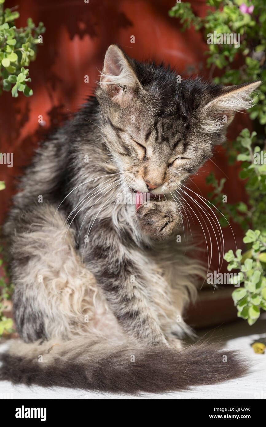 Streunenden verwilderten Tabby Kitten Katze, Felis Catus, leckt sich sauber an Paleokastritsa in Korfu, Griechenland Stockfoto
