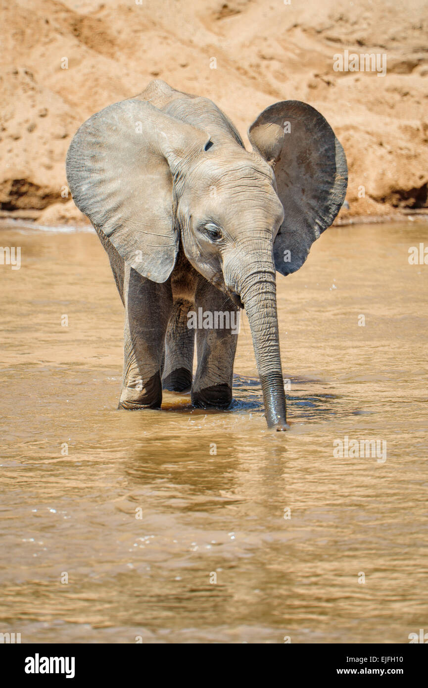Ein afrikanischer Elefant Kalb trinken vom Fluss Uaso Ng'iro im Bereich der Norden Kenias Samburu. Stockfoto