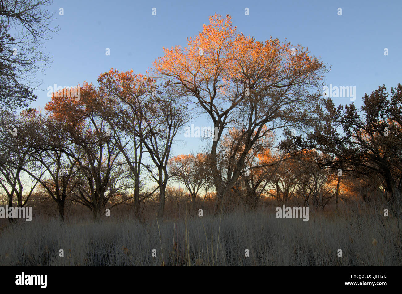 Rio Grande Cottonwood, (Populus Deltoides), im Winter.  Rio Grande Bosque, Albuquerque, New Mexico, USA. Stockfoto