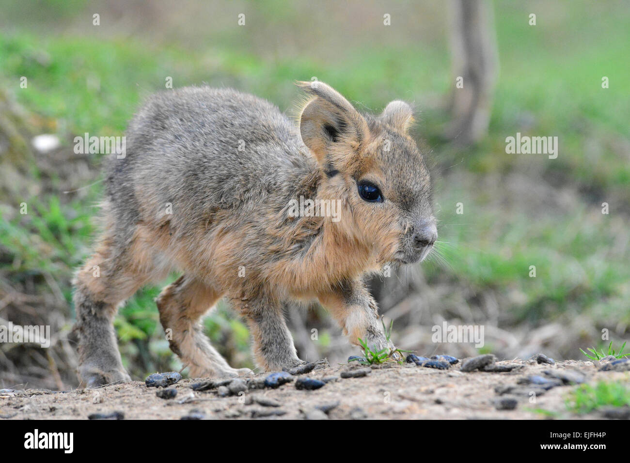 Niedliche Baby patagonischen Mara (Dolichotis Patagonum) Stockfoto