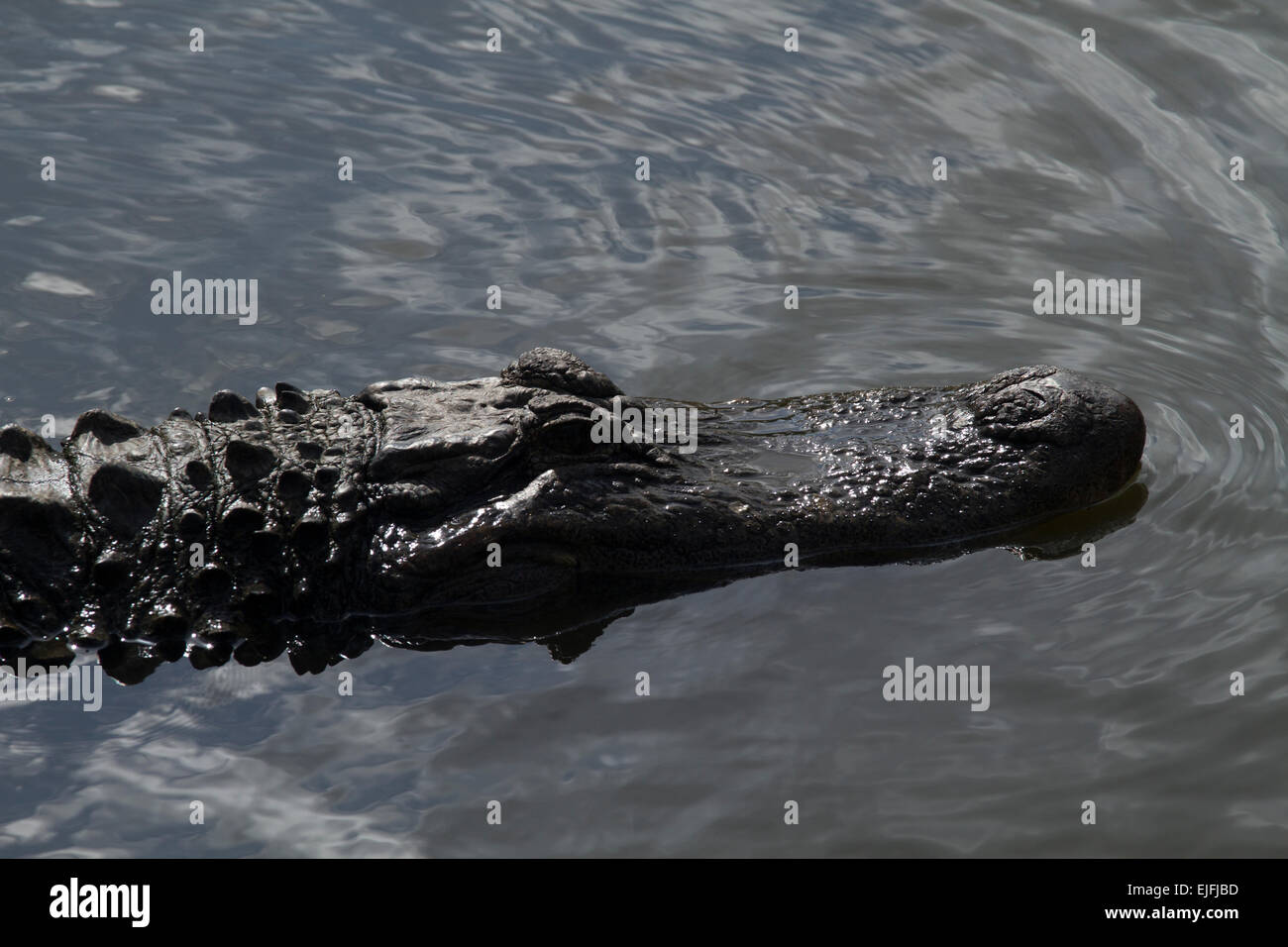 Amerikanischer Alligator Claose oben Stockfoto