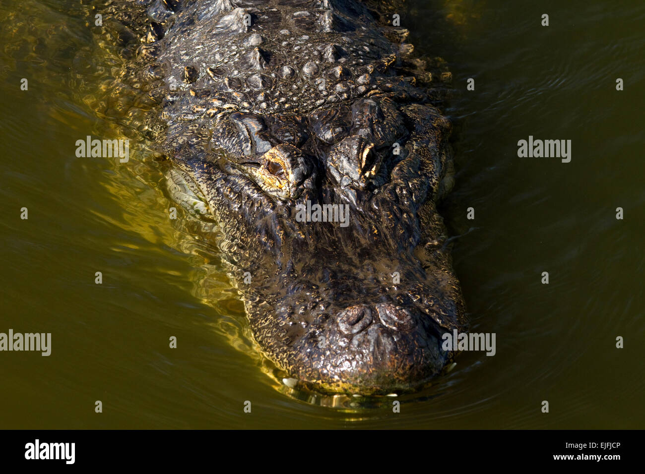 Amerikanischer Alligator Nahaufnahme. Stockfoto