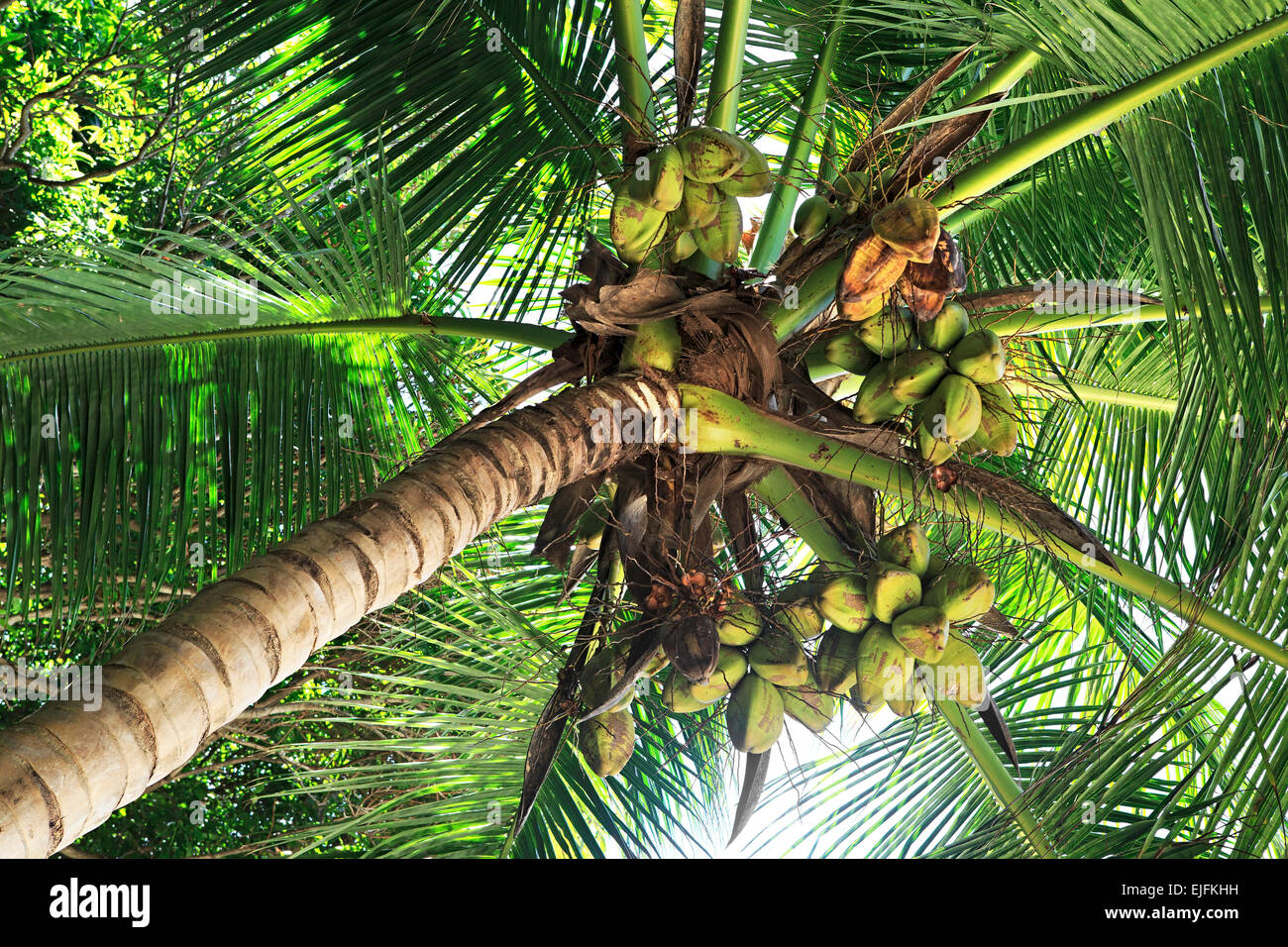 Kokospalme mit Früchten. Stockfoto