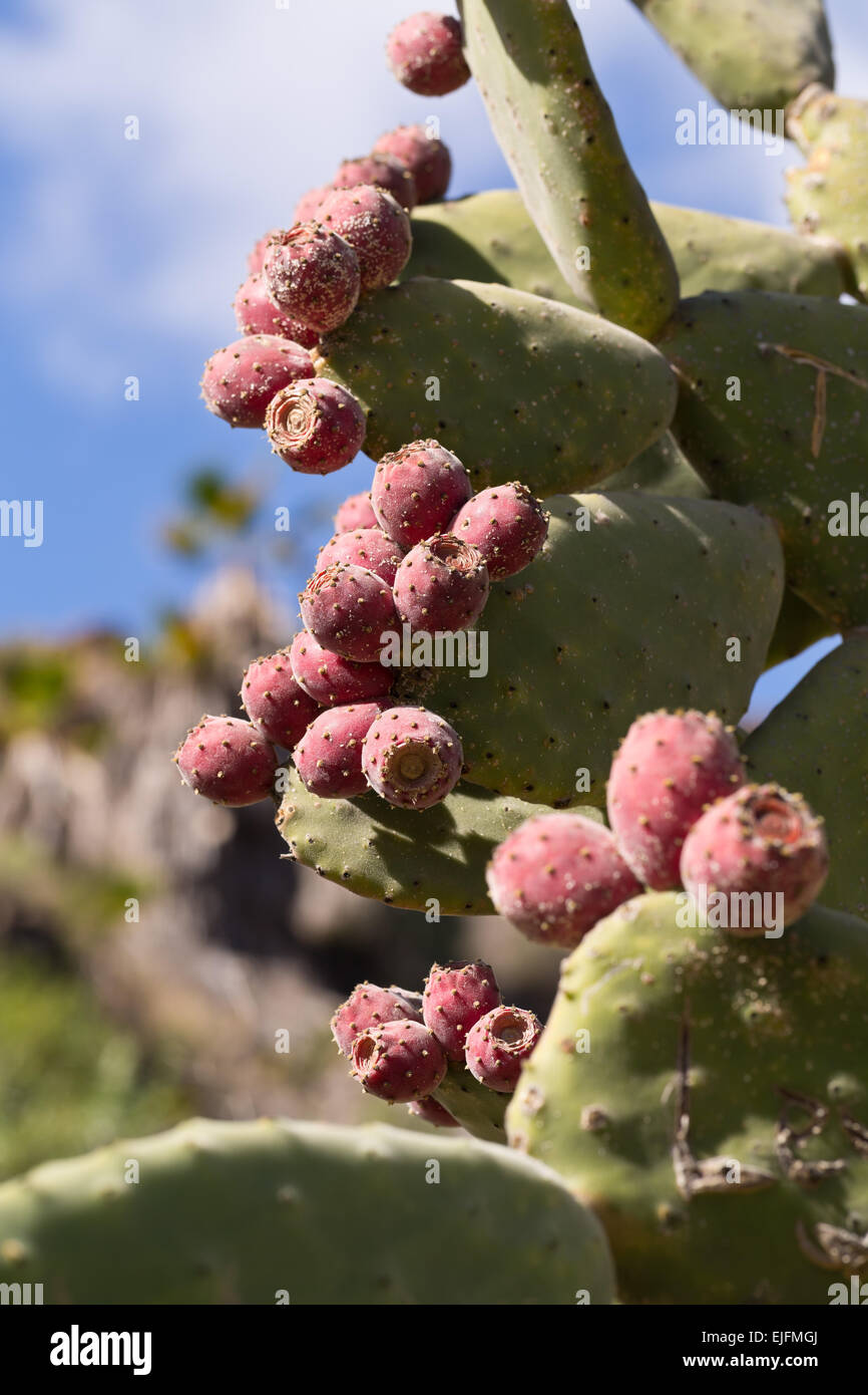 Roter Kaktus Frucht auf Kaktus in der natürlichen Umwelt - Gran Canaria, Kanarische Inseln, Spanien, Europa Stockfoto