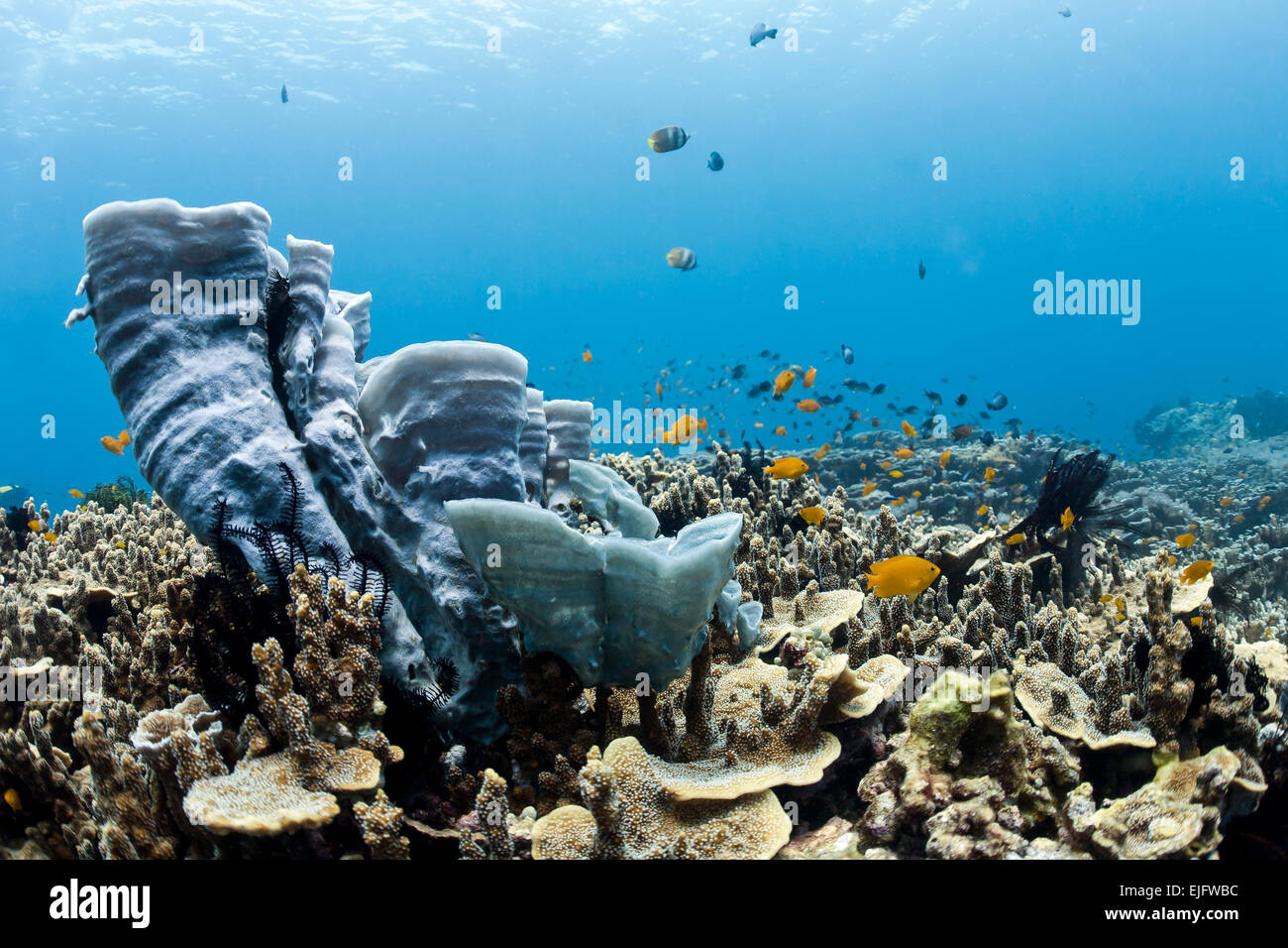 Korallenriff mit blauen Schwamm (Callyspongia) und tropischen Riff-Fischen, Bali, Indoensien Stockfoto