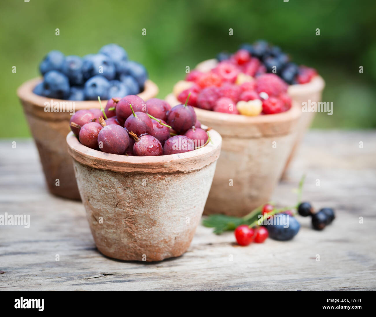 Frische Beeren im Garten: Strom, Himbeeren, Heidelbeeren und Stachelbeeren Stockfoto