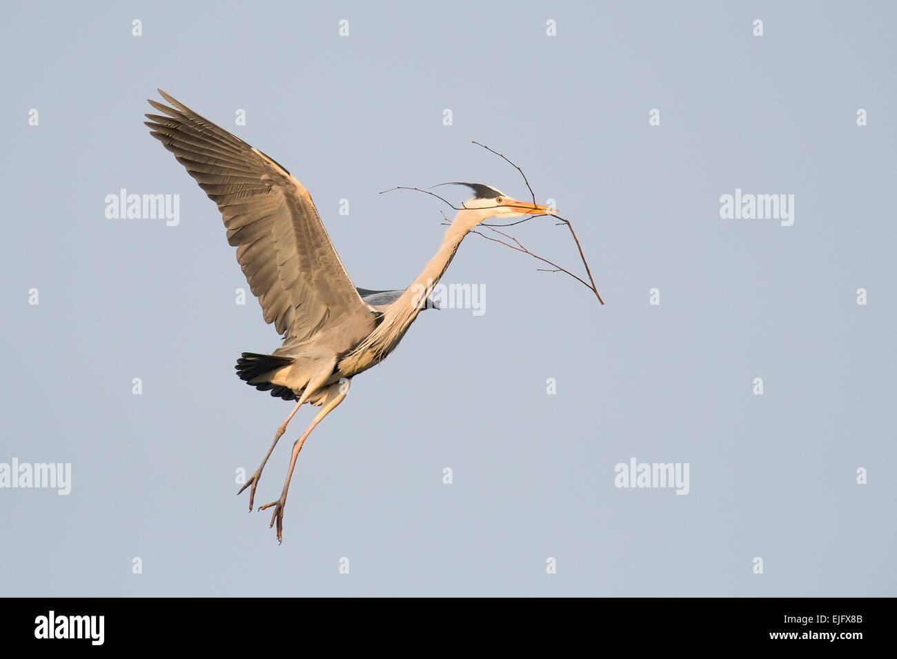 Graureiher (Ardea Cinerea) nähert sich seinem Nest mit Nistmaterial, Hessen, Deutschland Stockfoto