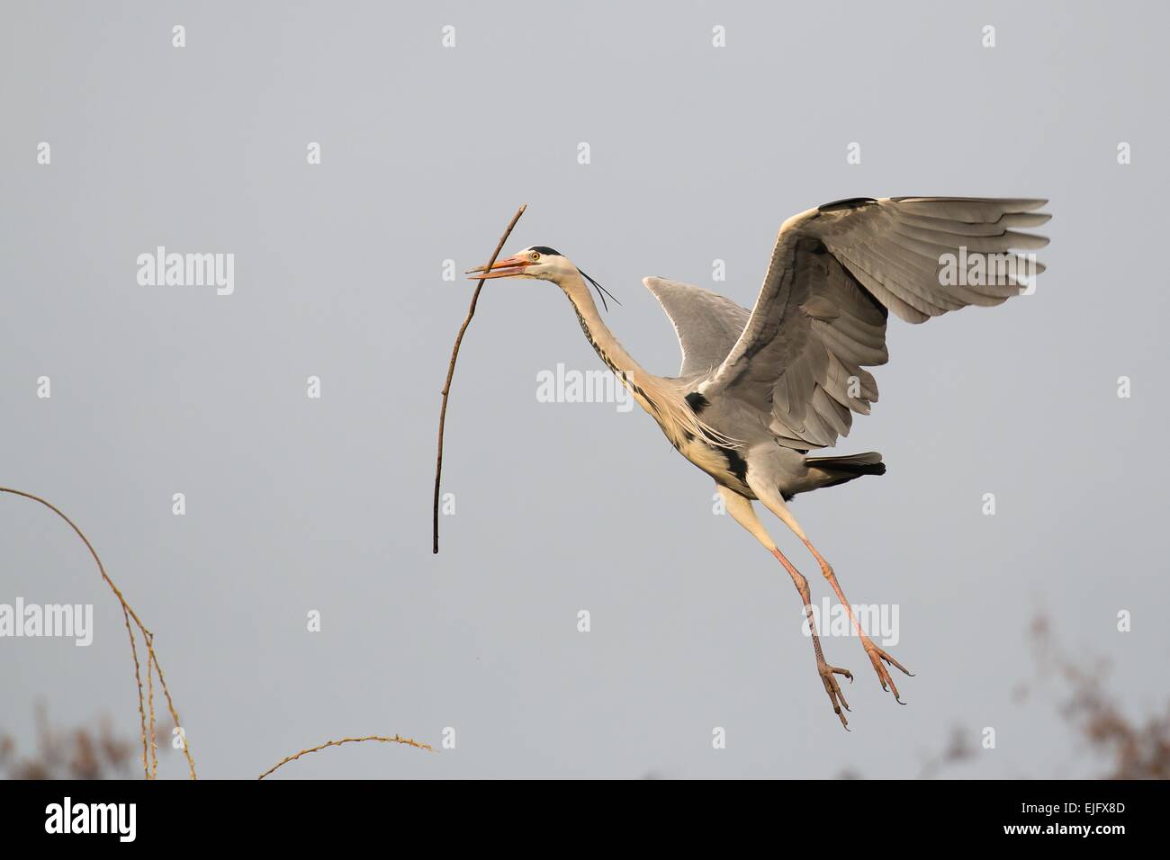 Graureiher (Ardea Cinerea) nähert sich seinem Nest mit Nistmaterial, Hessen, Deutschland Stockfoto