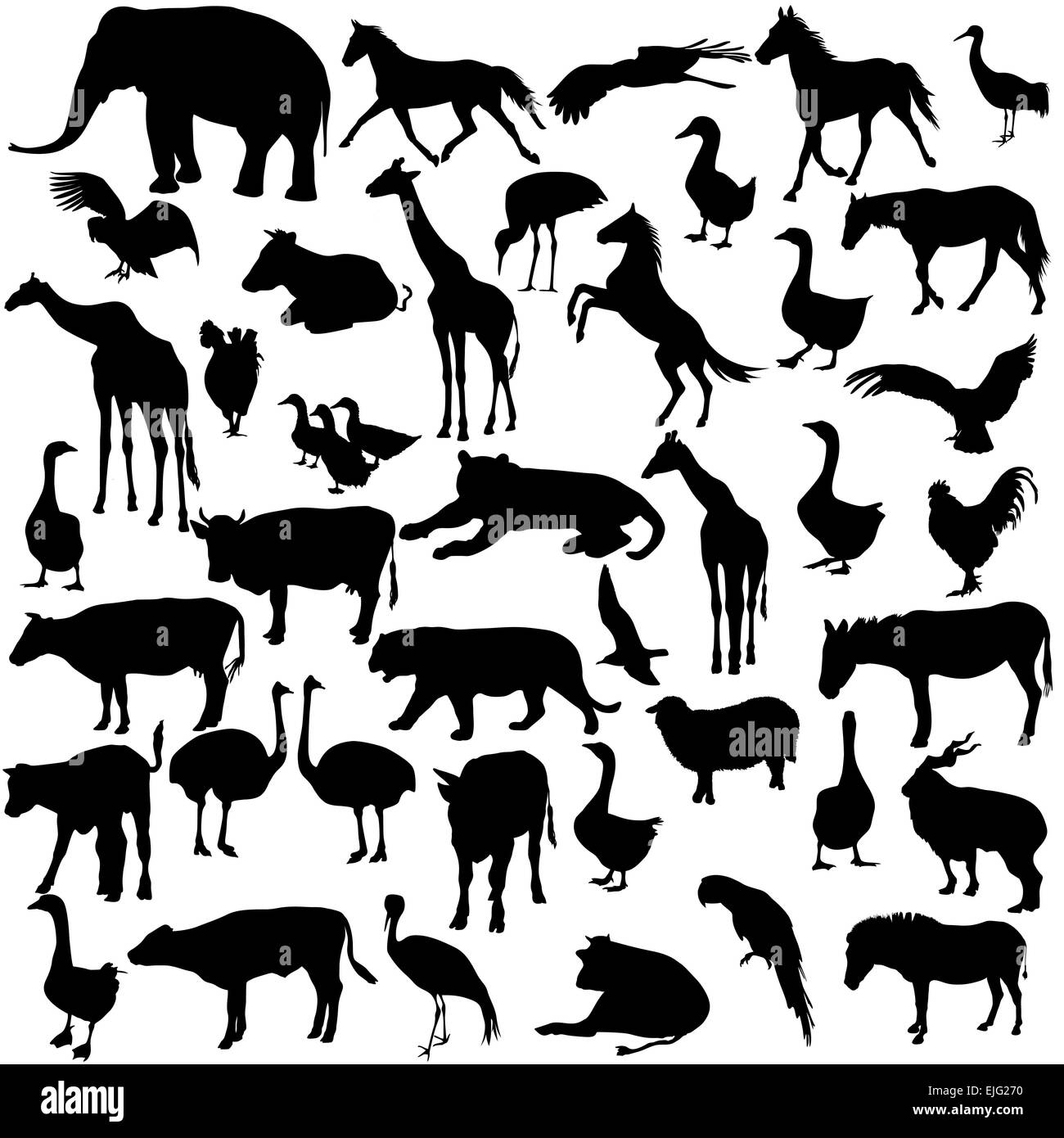 Setzen Sie Silhouetten Tiere und Vögel in der Zoo-Sammlung. Vecto Stockfoto