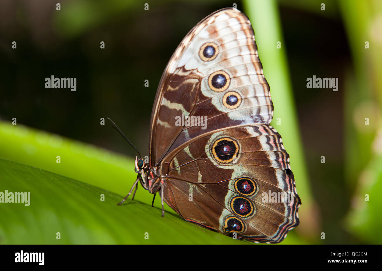 Nahaufnahme eines schönen tropischen Eule Schmetterlinges, Caligo Memnon, in zarten Farben blau und Creme, mit dem charakteristischen Auge Stockfoto