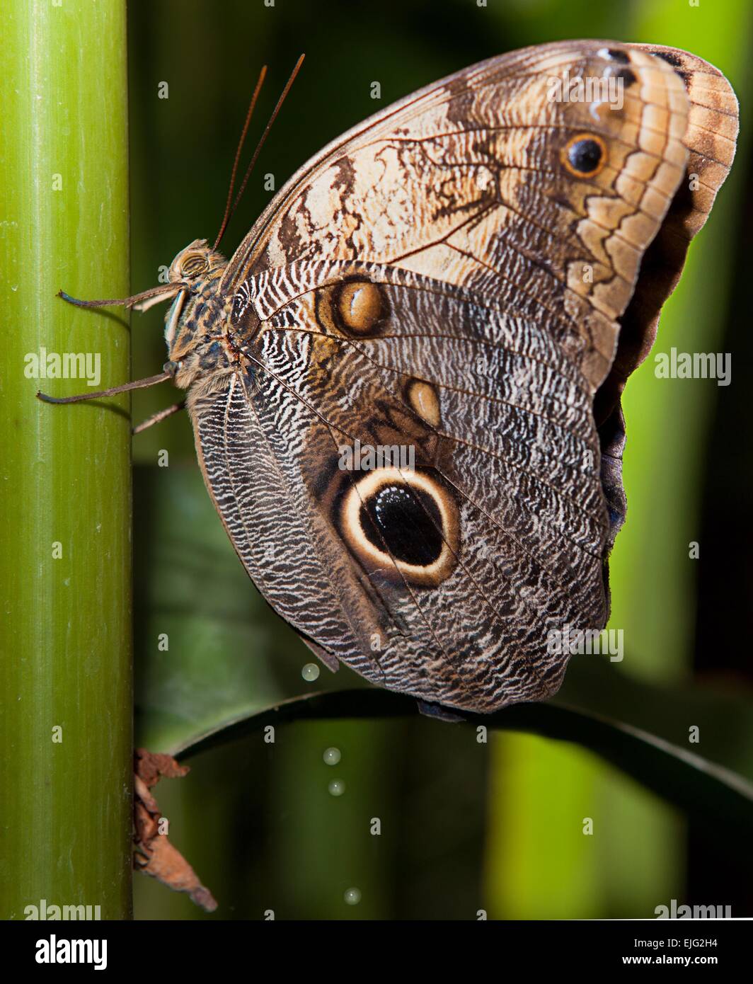 Nahaufnahme eines schönen tropischen Eule Schmetterlinges, Caligo Memnon, in zarten Farben blau und Creme, mit dem charakteristischen Auge Stockfoto