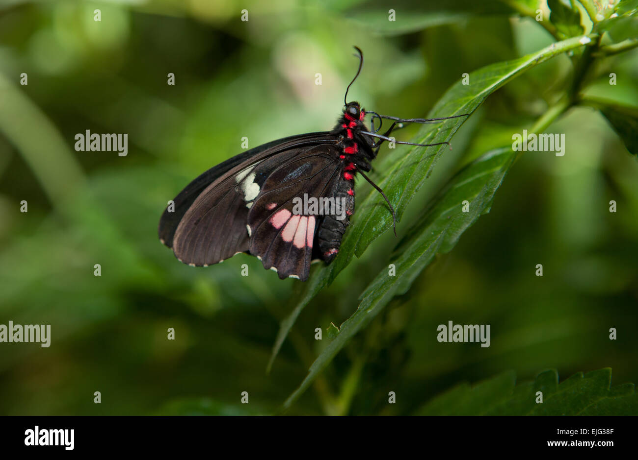 Der rosa Cattleheart Schmetterling, Parides Iphidamas, auf das Grün der vegetation Stockfoto