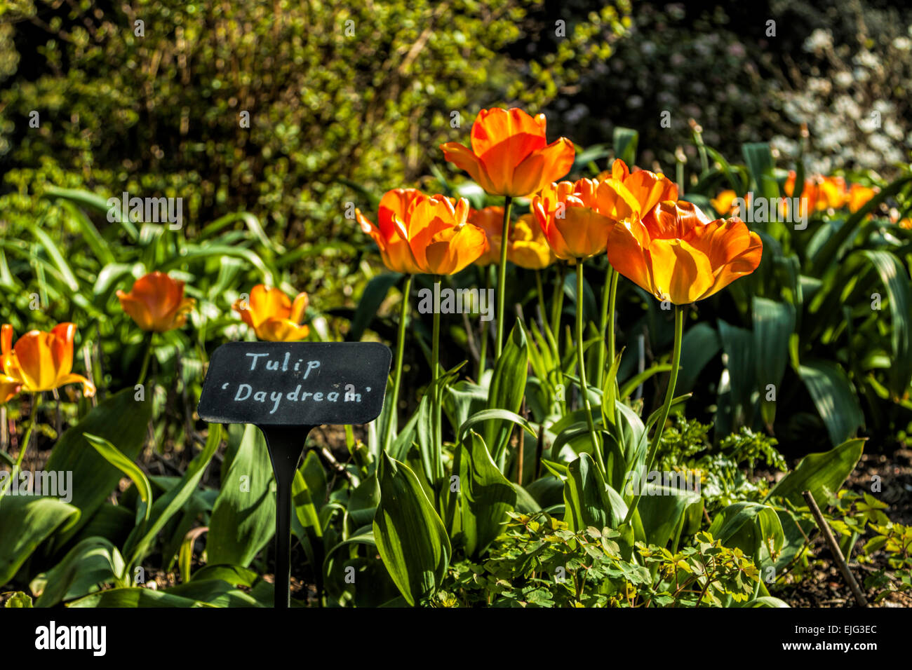 Blühende "Daydream" Tulpen im Garten des Coleton Fishacre Haus an einem sonnigen Tag im Frühling, Kingswear, Devon, England, UK. Stockfoto