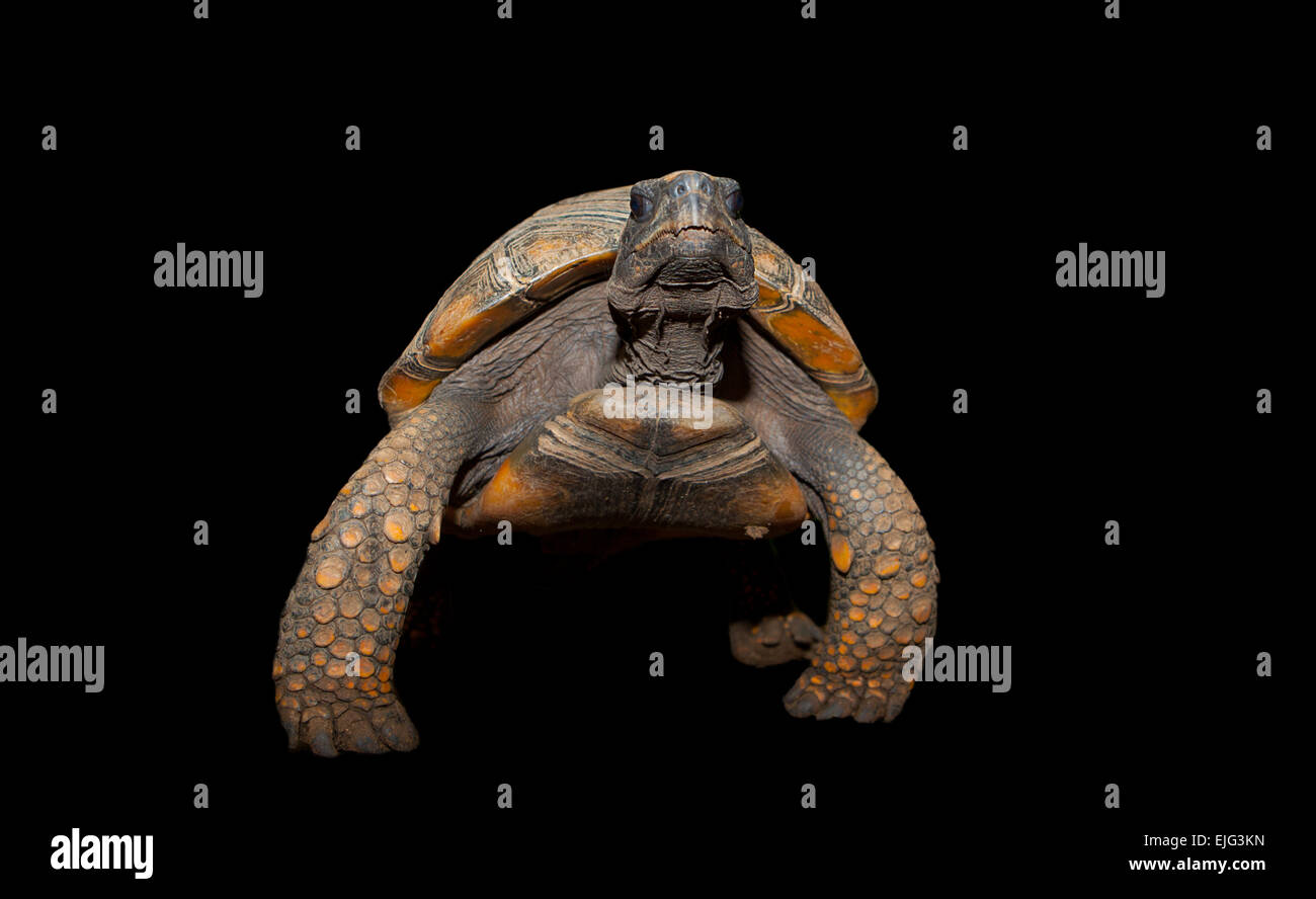 Gelbe Footed Amazon Schildkröte, Geochelone Verbreitungsgebiet auf schwarzem Hintergrund Stockfoto