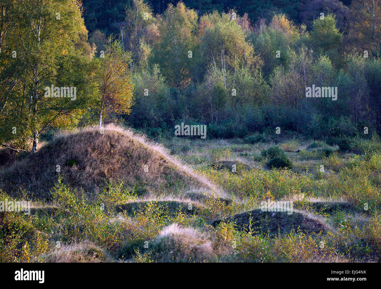 Herbstliche Farbtöne und Schattierungen auf Cannock Chase AONB Area of Outstanding Natural Beauty im Herbst Staffordshire England United Kingdom Stockfoto