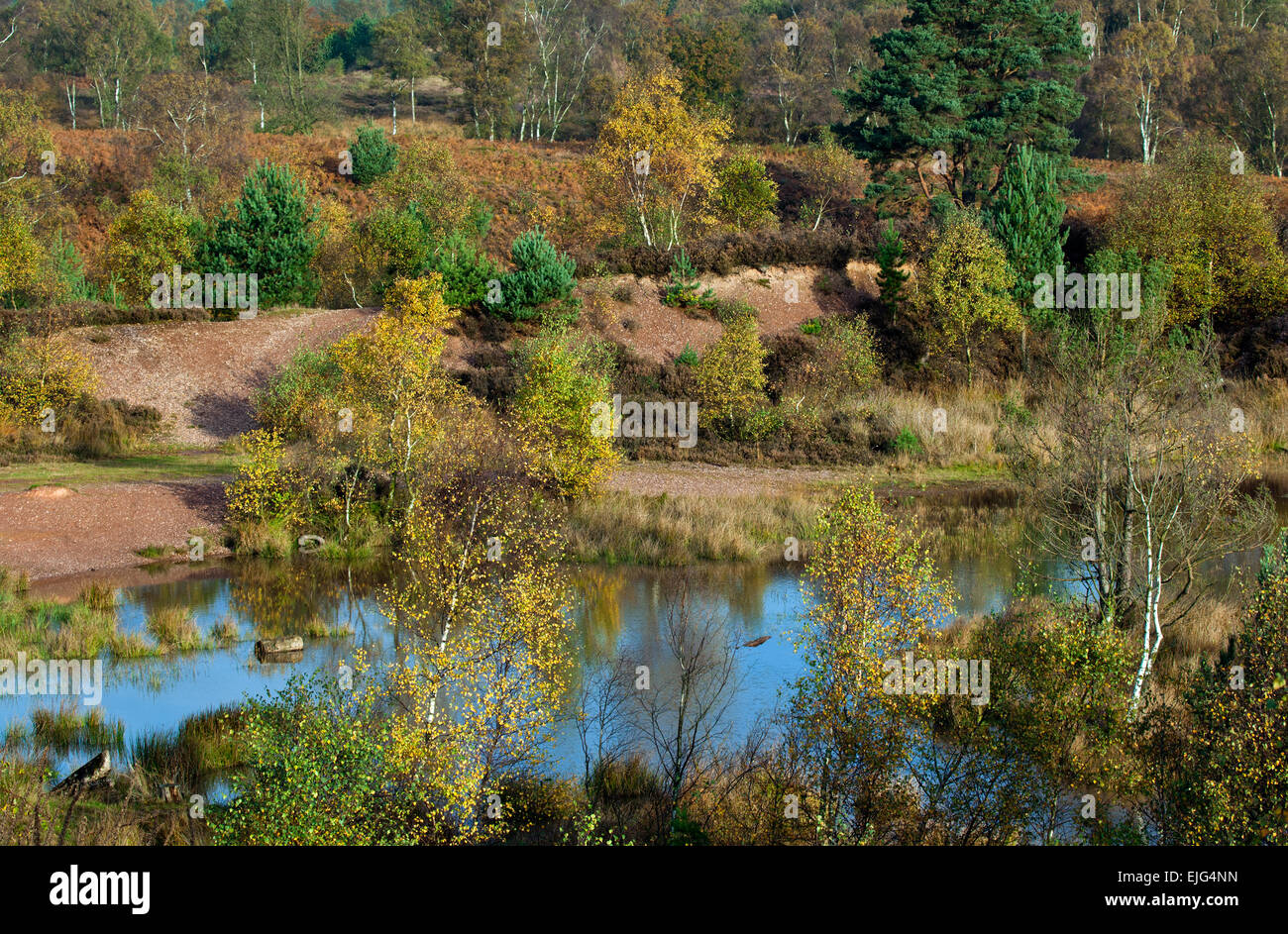 Herbstliche Farbtöne und Schattierungen auf ehemaligen Steinbruch Cannock Chase AONB Area of Outstanding Natural Beauty im Herbst Staffordshire England Stockfoto