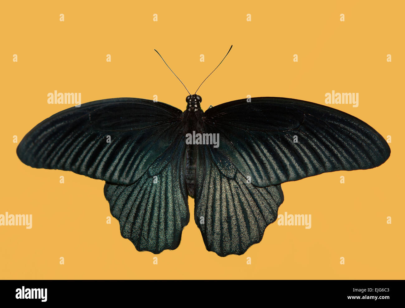 Schwarze Schmetterling, großer Mormone, Papilio Memnon, Schmetterling von Thailand Stockfoto