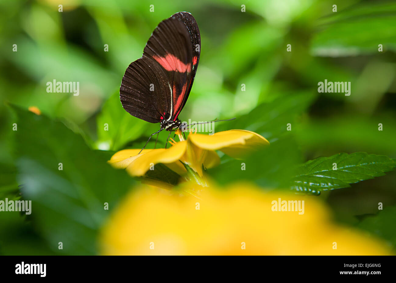 Der Postbote Schmetterling oder Heliconius Melpomene. Diese Art der Schmetterlinge sind auch bekannt als Leidenschaft Weinstock Schmetterlinge. Sie reichen Stockfoto