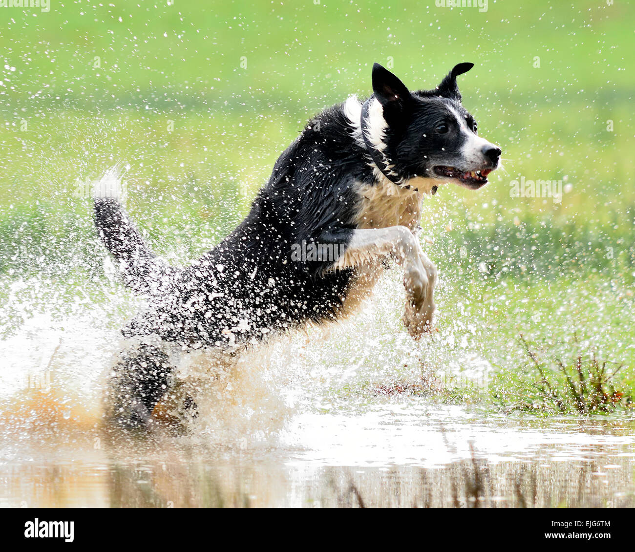 Border Collie Hund läuft für einen Stock. Stockfoto