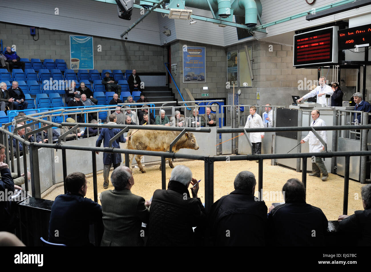 Thainstone Markt ist Schottlands größte Viehmarkt, jedes Jahr über 300.000 Schafe und 110.000 Rinder zu verkaufen. Stockfoto