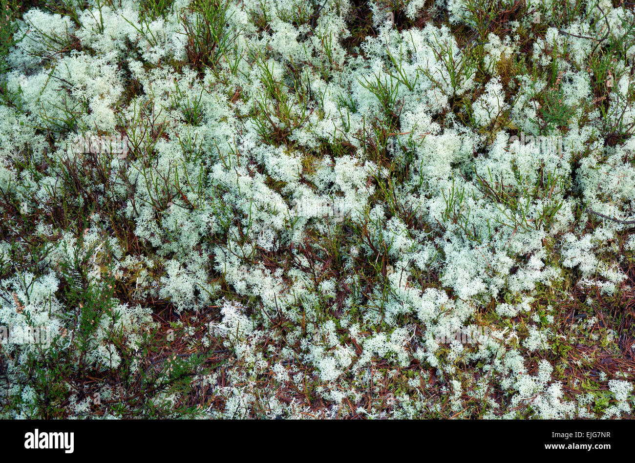 Die fruticose Flechten, Cladonia Rangiferina ("Rentier Moos") erzeugt ein grau-grün, spröde, mehrfach verzweigten Thallus. Stockfoto