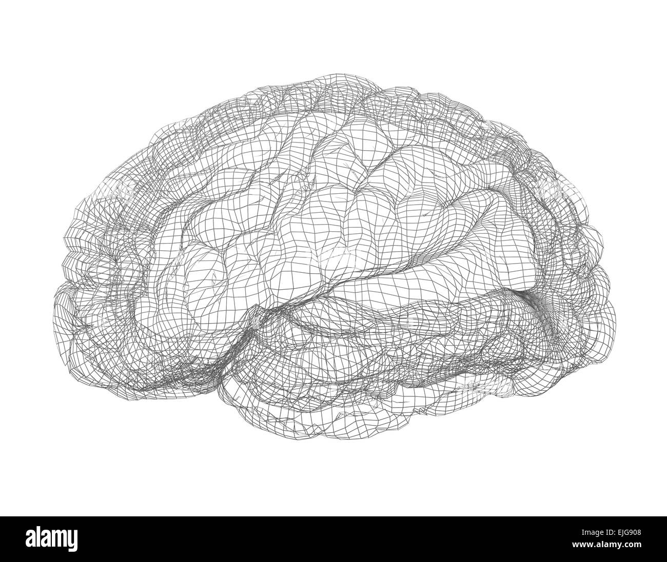 Wire-Frame des menschlichen Gehirns Stockfoto