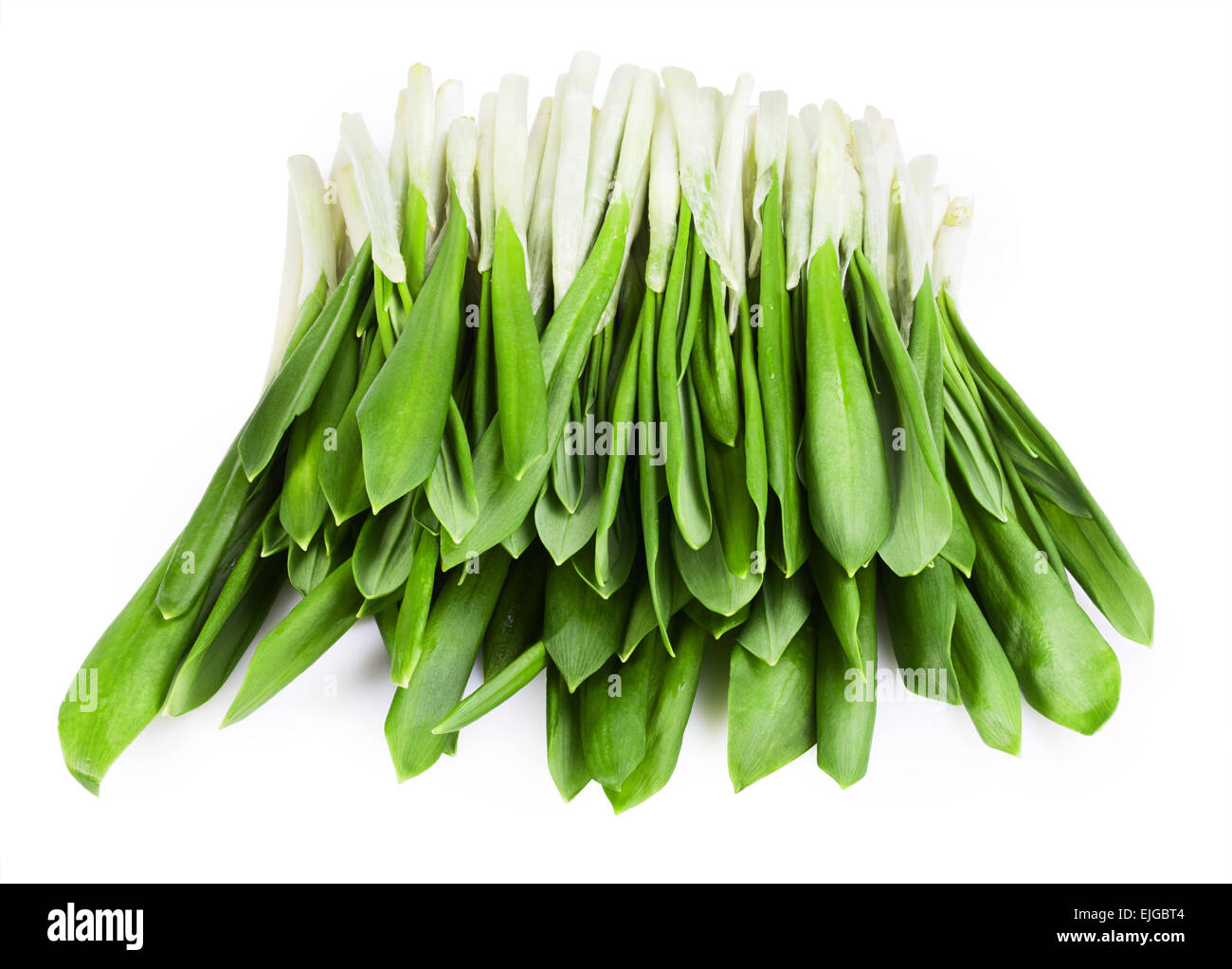 grüne Bärlauch auf dem weißen Hintergrund isoliert. Clipping-Pfad Stockfoto