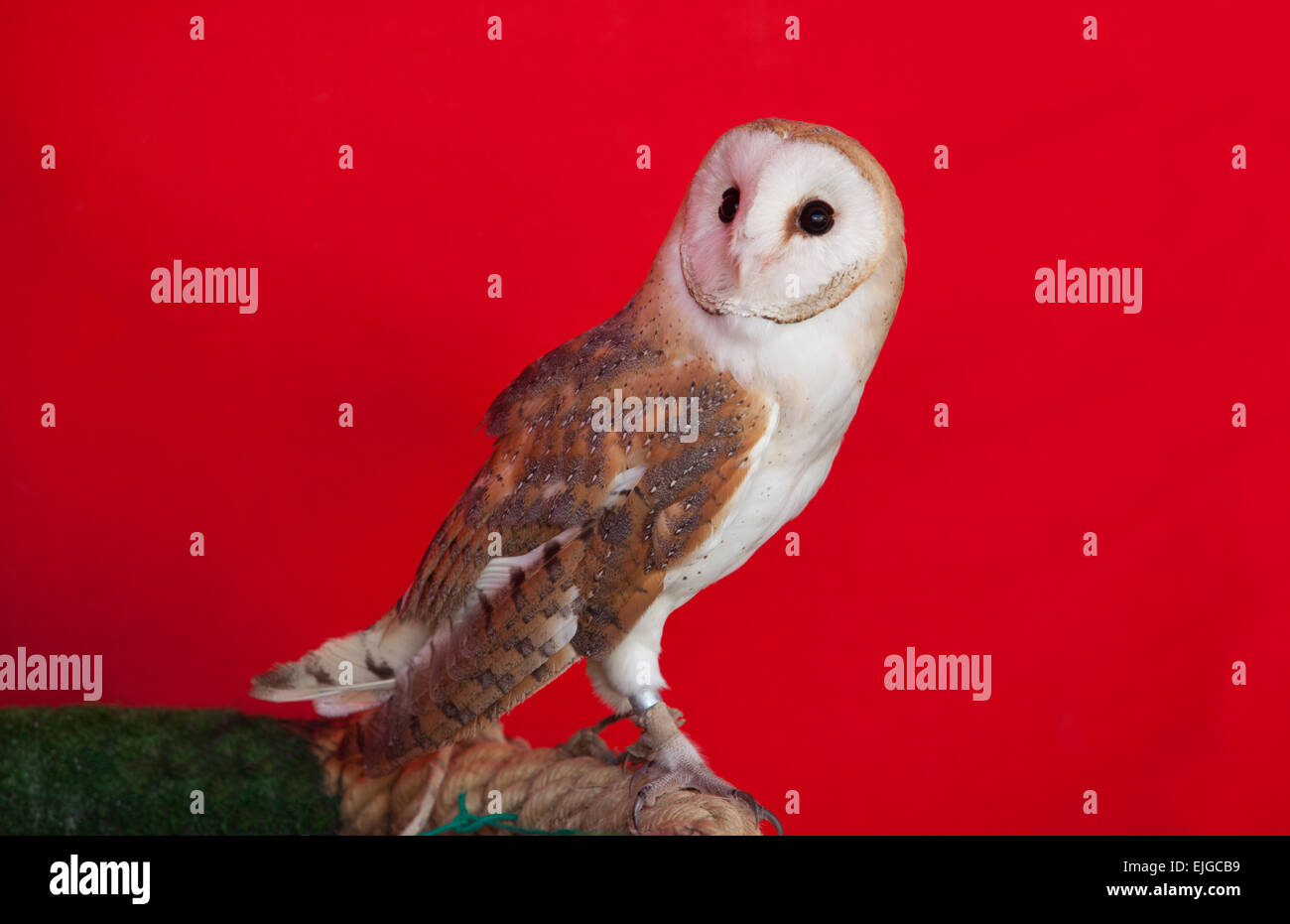 Porträt einer Schleiereule thront über rotem Grund. Tyto alba Stockfoto