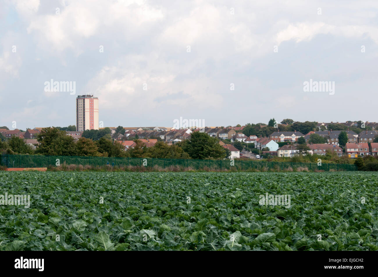 Städtische Franse Gehäuse Ackerland am Rand des Margate, Kent trifft. Stockfoto
