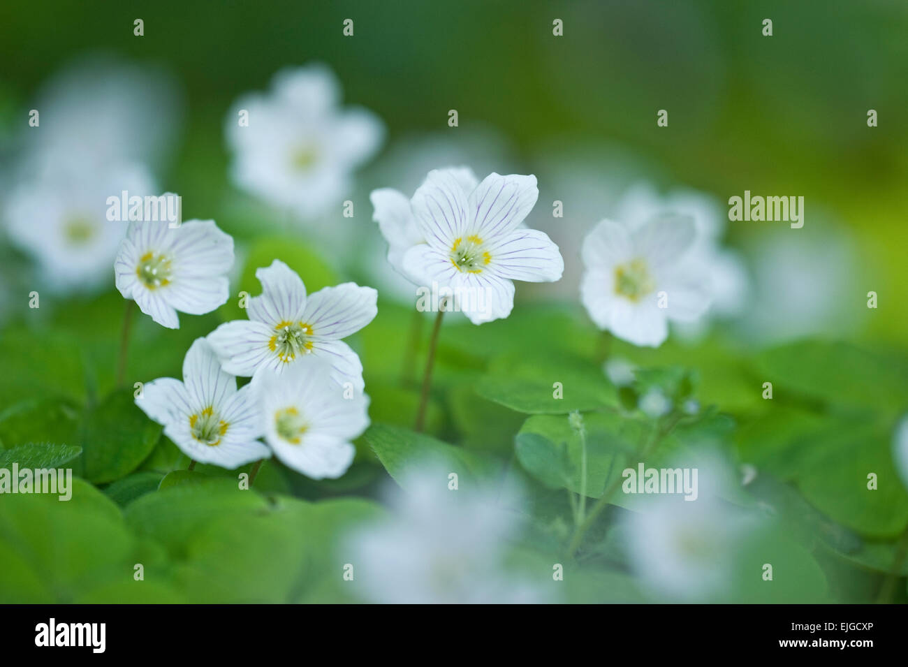 Oxalis Acetosella, Sauerklee, Sauerampfer Holz Stockfoto