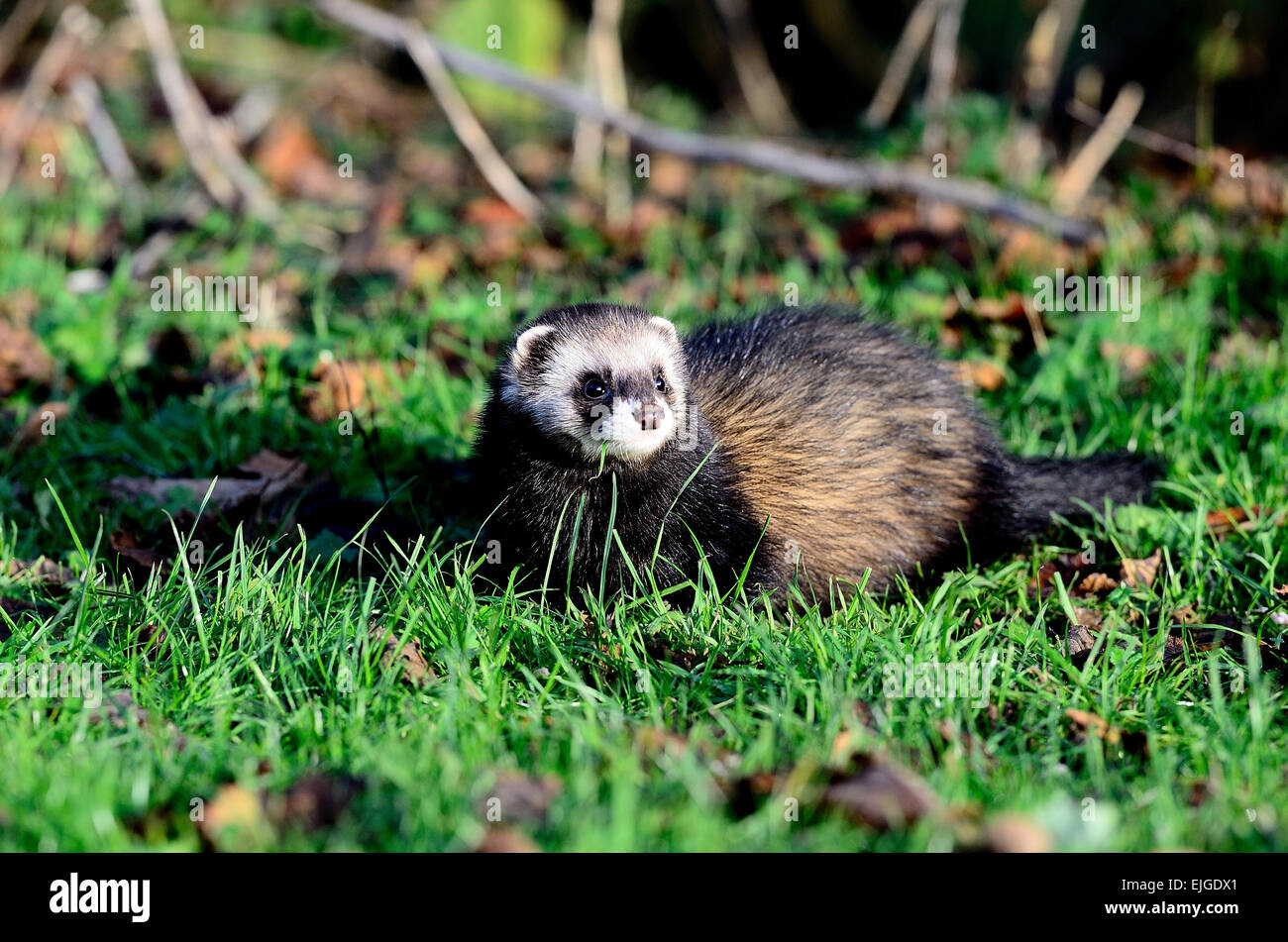 Iltis Fotos und Bildmaterial in hoher Auflösung Alamy
