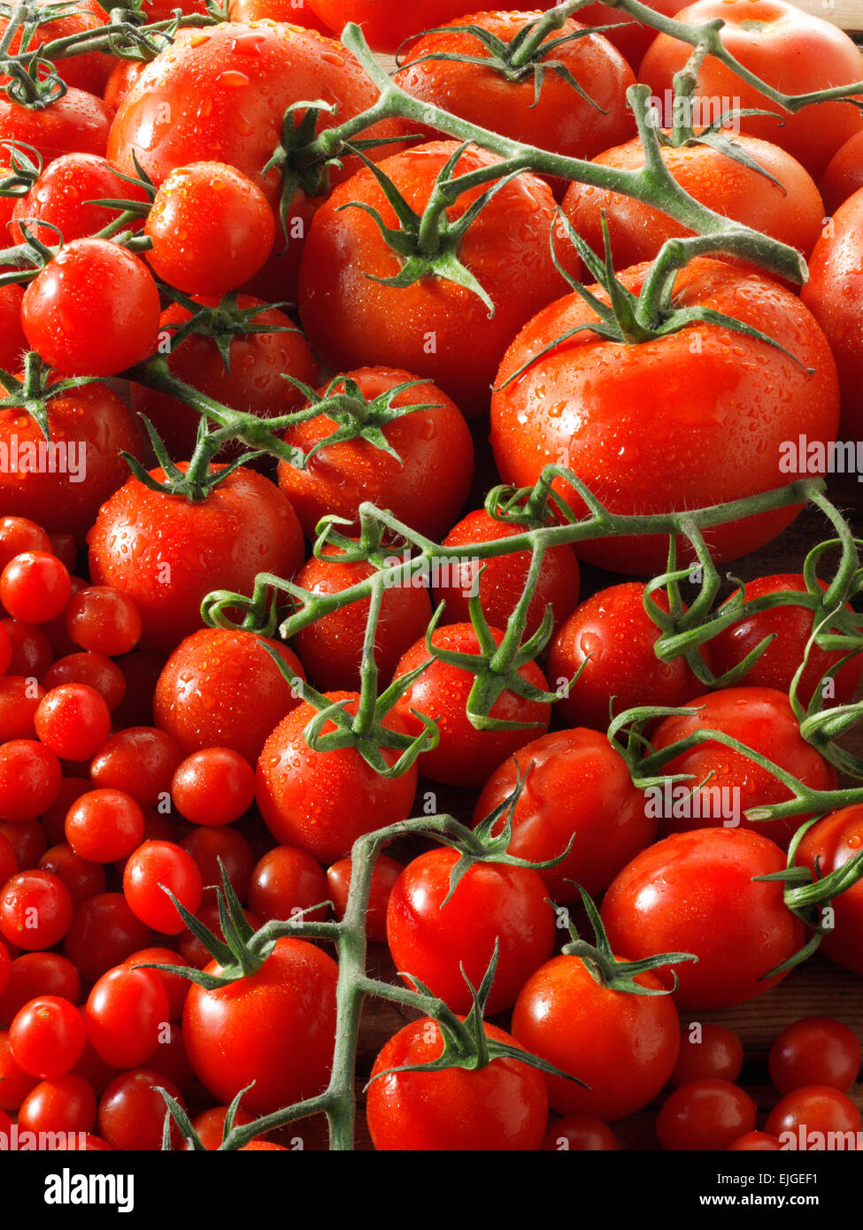 gemischte frische rote ganze Tomaten am Rebstock Stockfoto
