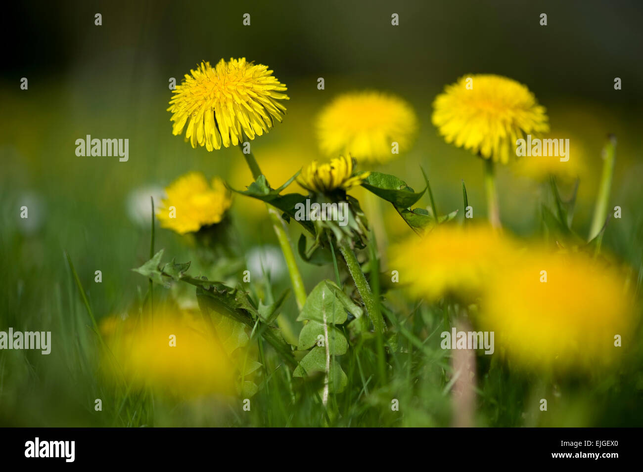 Taraxacum Officinale, Loewenzahn, Löwenzahn Stockfoto