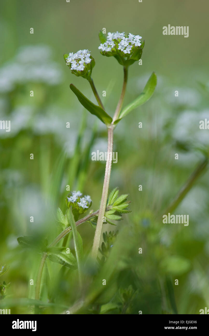 Valerianella Locusta, Gewoehnlicher Feldsalat, Feldsalat, Feldsalat Stockfoto