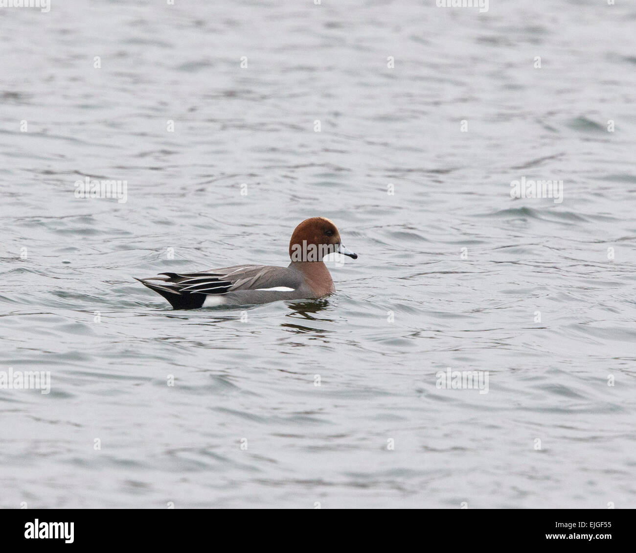 Eine Pfeifente Dümpelfried Duck schwimmen an einem See im New Forest Stockfoto