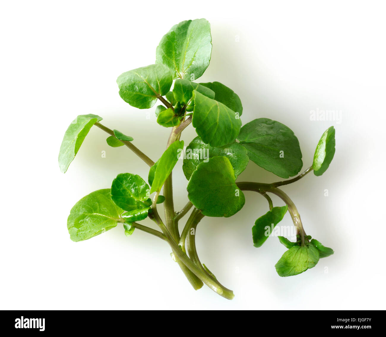 Frische Kresse Blätter (Kapuzinerkresse aquatische) Stockfoto