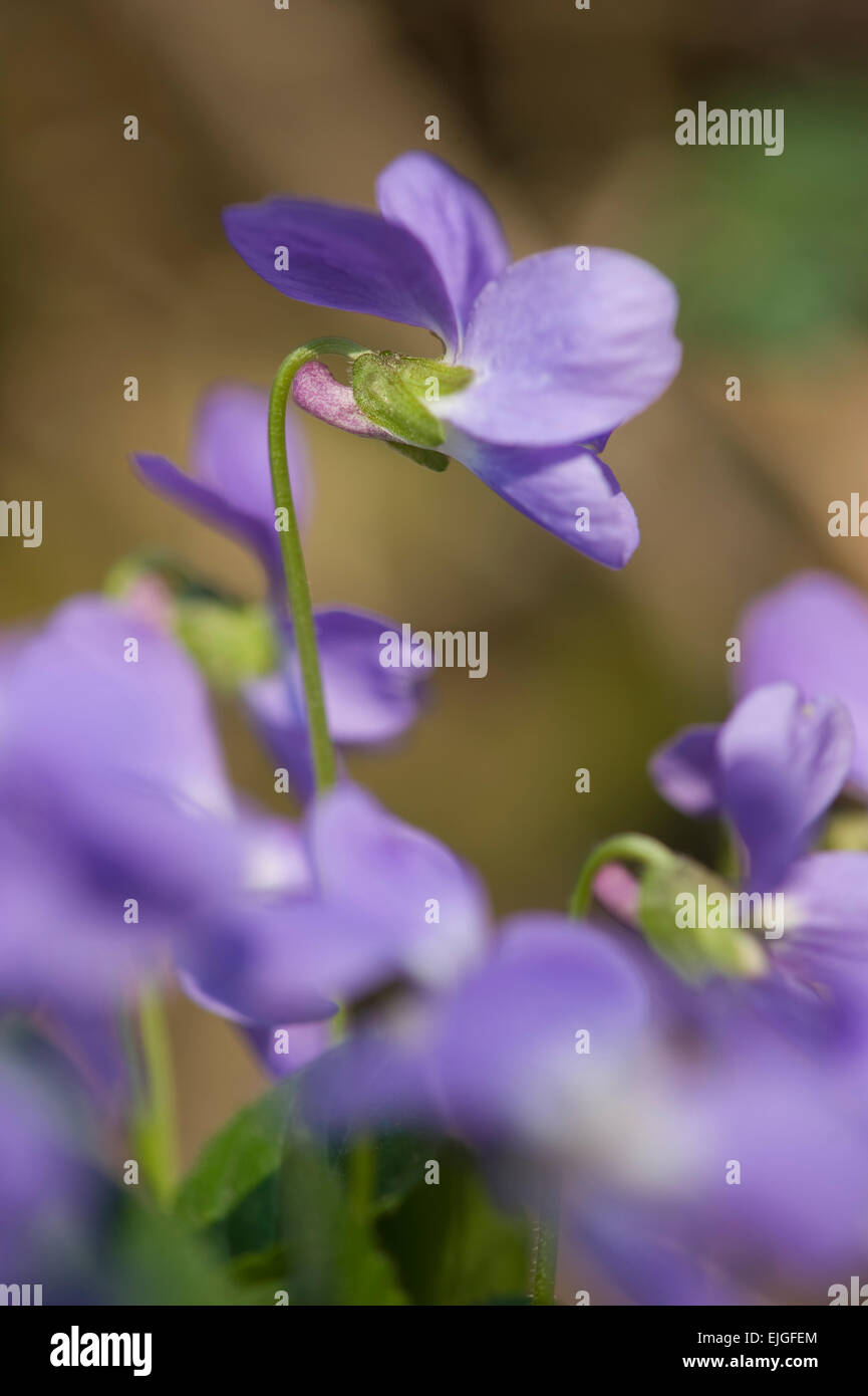 Viola Hirta, Raues Veilchen Hairy violet Stockfoto